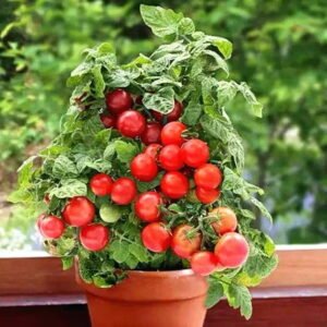 ￼Benih Tomato Renek 20 pcs/Dwarf Tomato