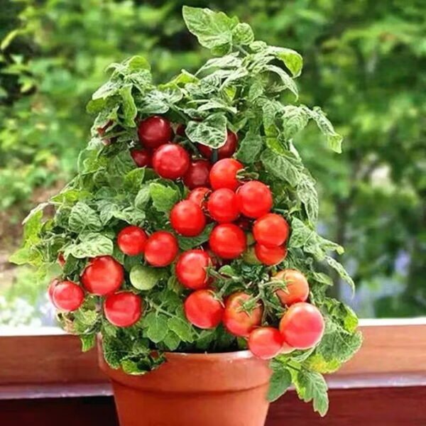 ￼Benih Tomato Renek 20 pcs/Dwarf Tomato