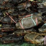 Looking For Crab /kg ( 1 MT)
