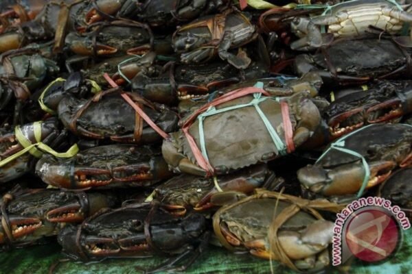 Looking For Crab /kg ( 1 MT)